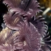 worm_duster_feather_social_eec_wc_v_0055_tci1933.jpg